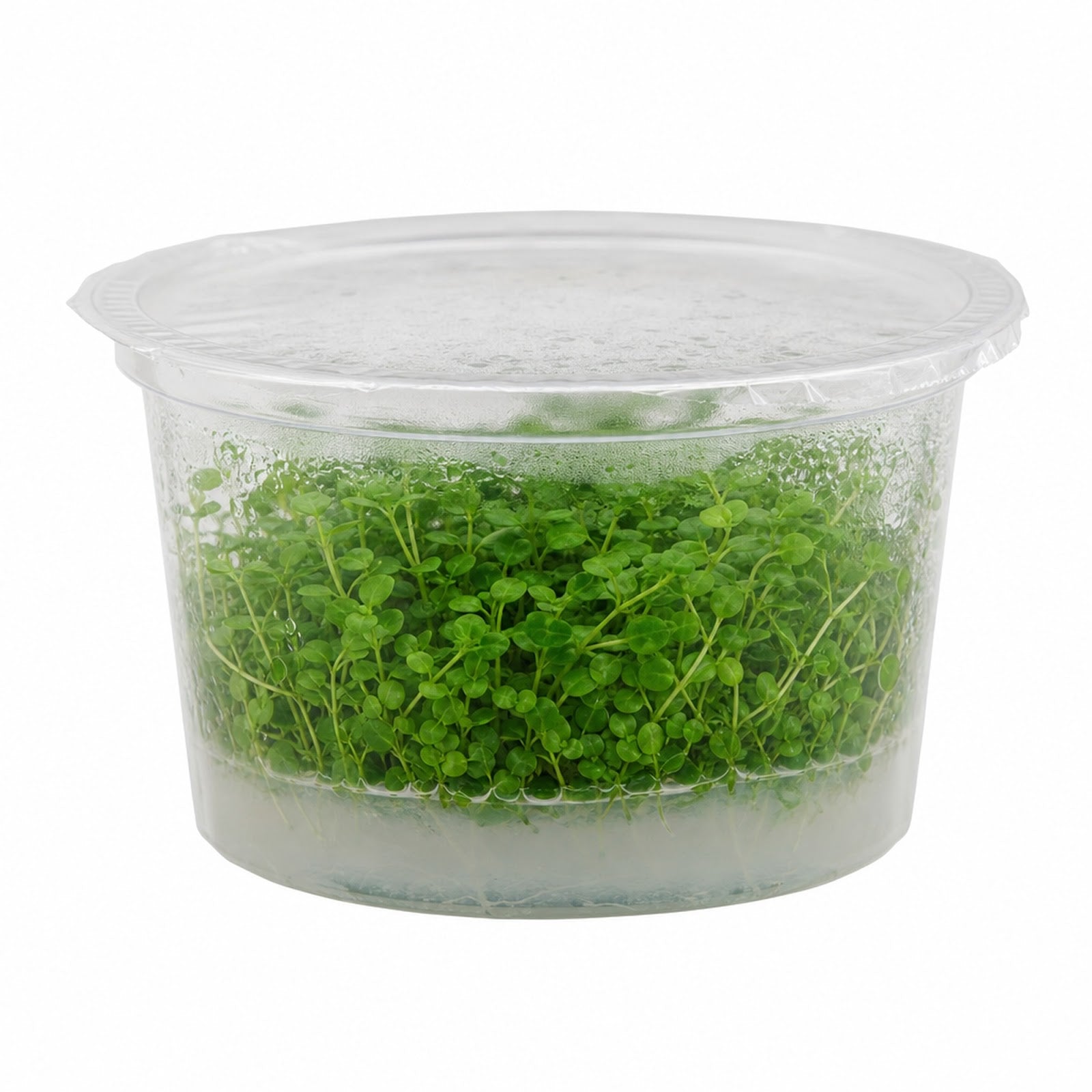 Micranthemum Monte Carlo Tissue Culture Aquarium Plant In Vitro Pest Free - Live aquarium plant from Canton Aquatics