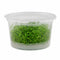 Micranthemum Monte Carlo Tissue Culture Aquarium Plant In Vitro Pest Free - Live aquarium plant from Canton Aquatics