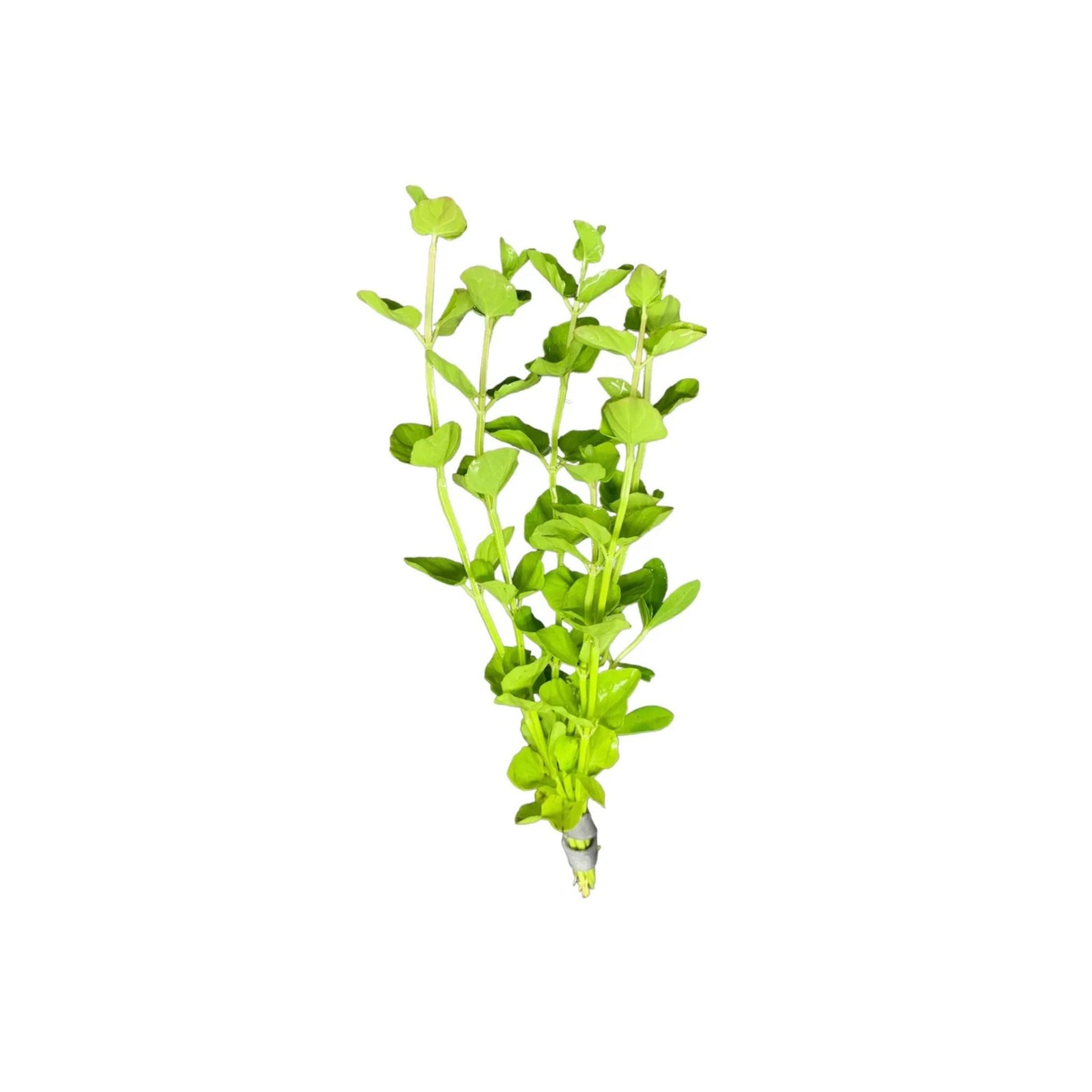 Mint Charlie (Micromeria brownei) – Live Aquarium Plant