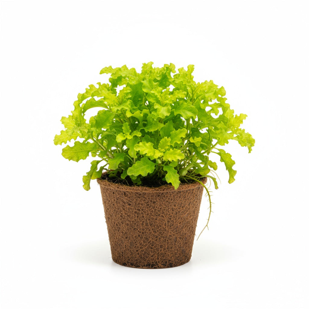 Live Florida Ruffle “Green Hedge” (Alternanthera sp.) aquarium plant