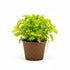 Live Florida Ruffle “Green Hedge” (Alternanthera sp.) aquarium plant
