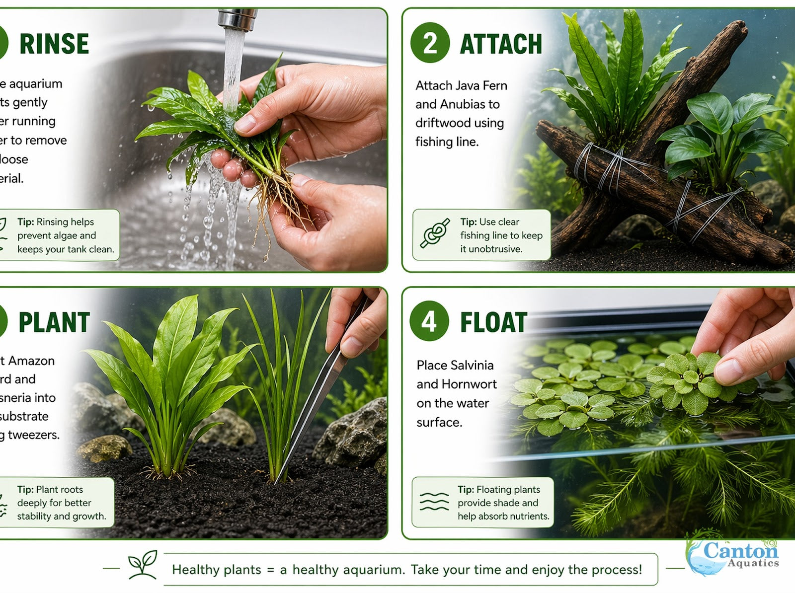 Live Aquarium Plants Bundle 6 Pack Beginner Freshwater Plants Low Light No CO2 - Healthy Plant Specimens
