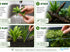 Live Aquarium Plants Bundle 6 Pack Beginner Freshwater Plants Low Light No CO2 - Healthy Plant Specimens