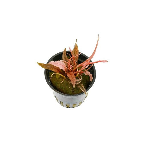 Cryptocoryne Crypt Flamingo Live Aquarium Plant Pink Easy live plant specimen