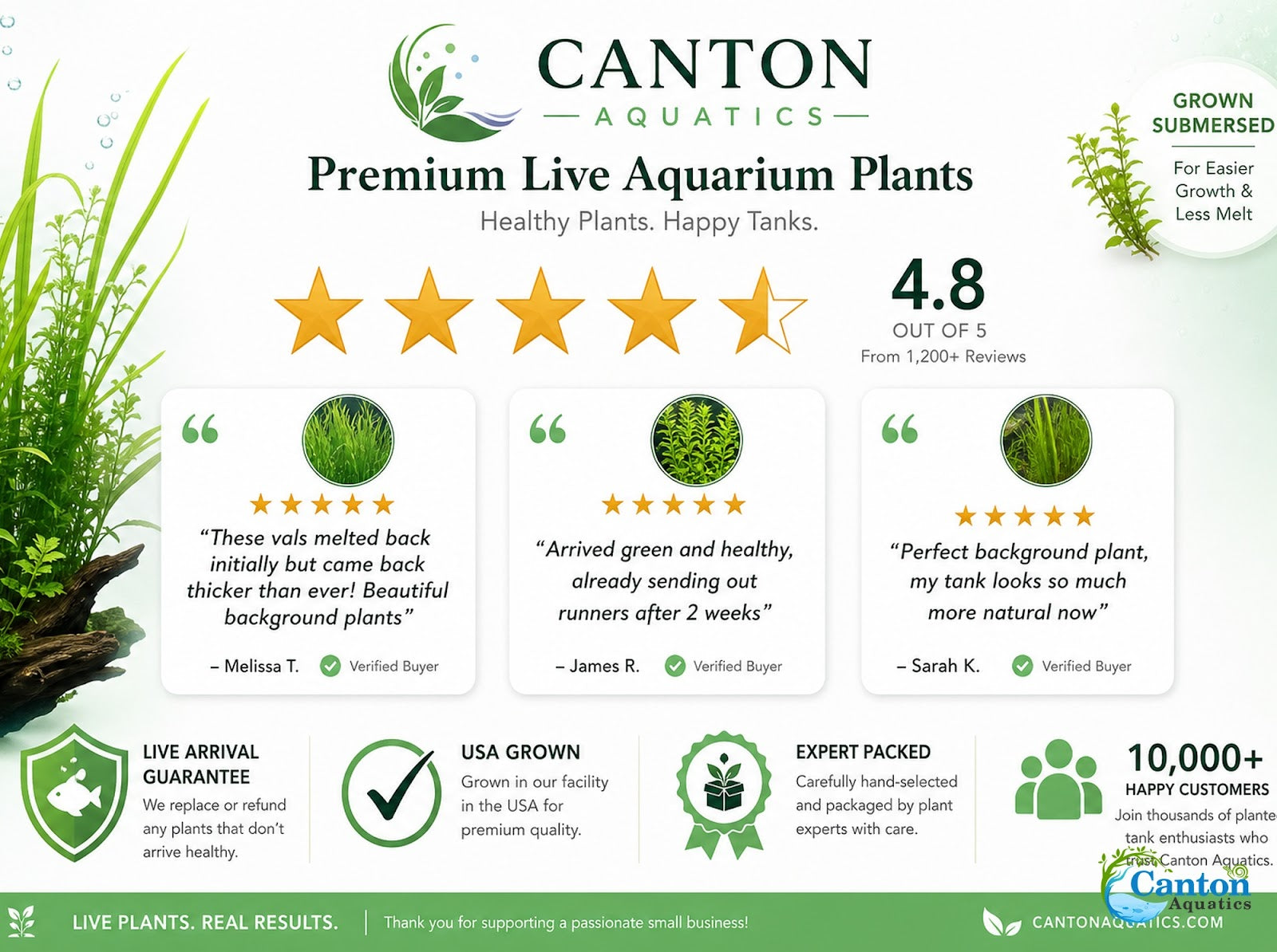Italian Vallisneria Spiralis Live Aquarium Plants - 6 Pack