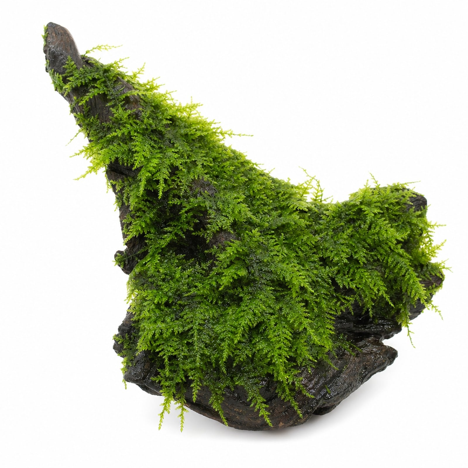 Christmas Moss on Driftwood - Live Freshwater Aquarium Plant - Live Aquarium Plant