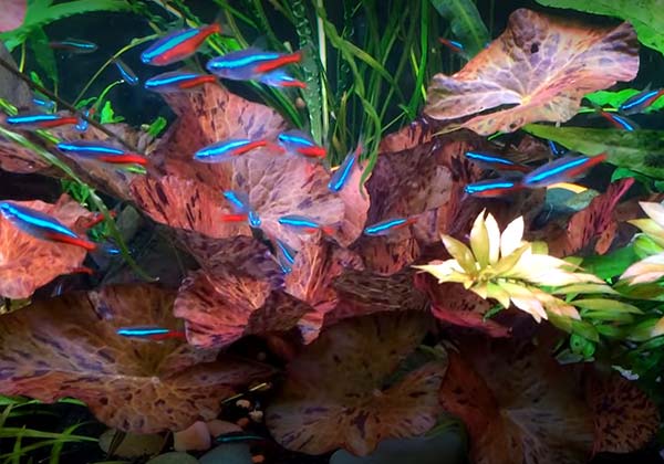 Red Tiger Lotus Lily (Nymphaea Zenderi)