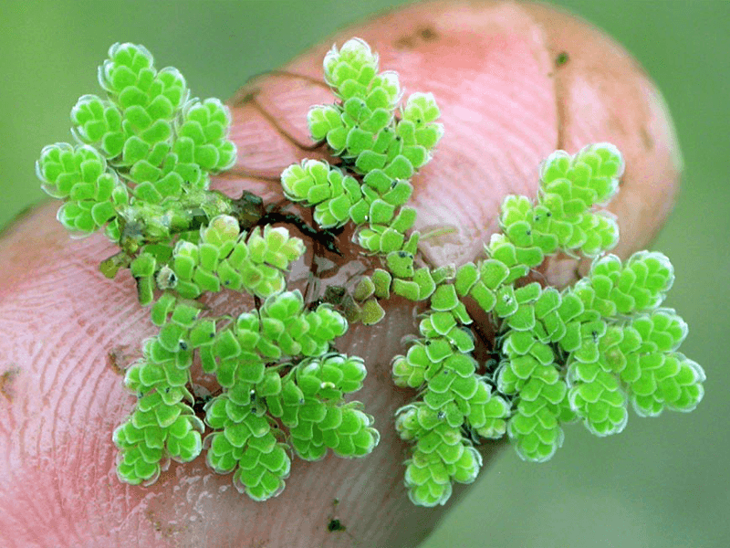 Azolla Filiculoides 