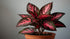 Aglaonema Queen Red Valentine