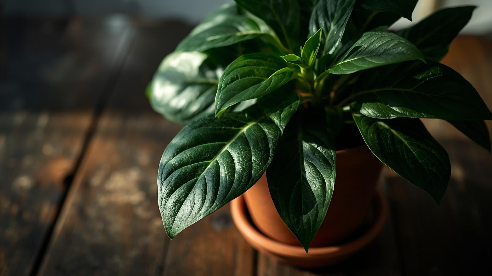 Anubias Gigantea freshwater aquatic plant