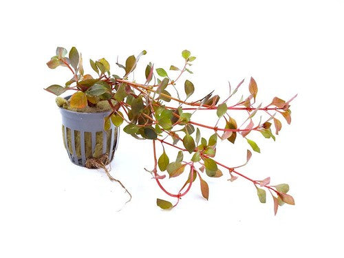 Ludwigia Repens Super Red Mini 2