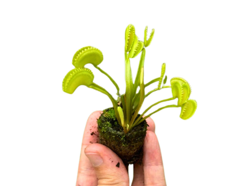 Venus Flytrap ‘Dente’ – (Dionaea muscipula) Carnivorous Plant