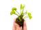 Venus Flytrap ‘Dente’ – (Dionaea muscipula) Carnivorous Plant