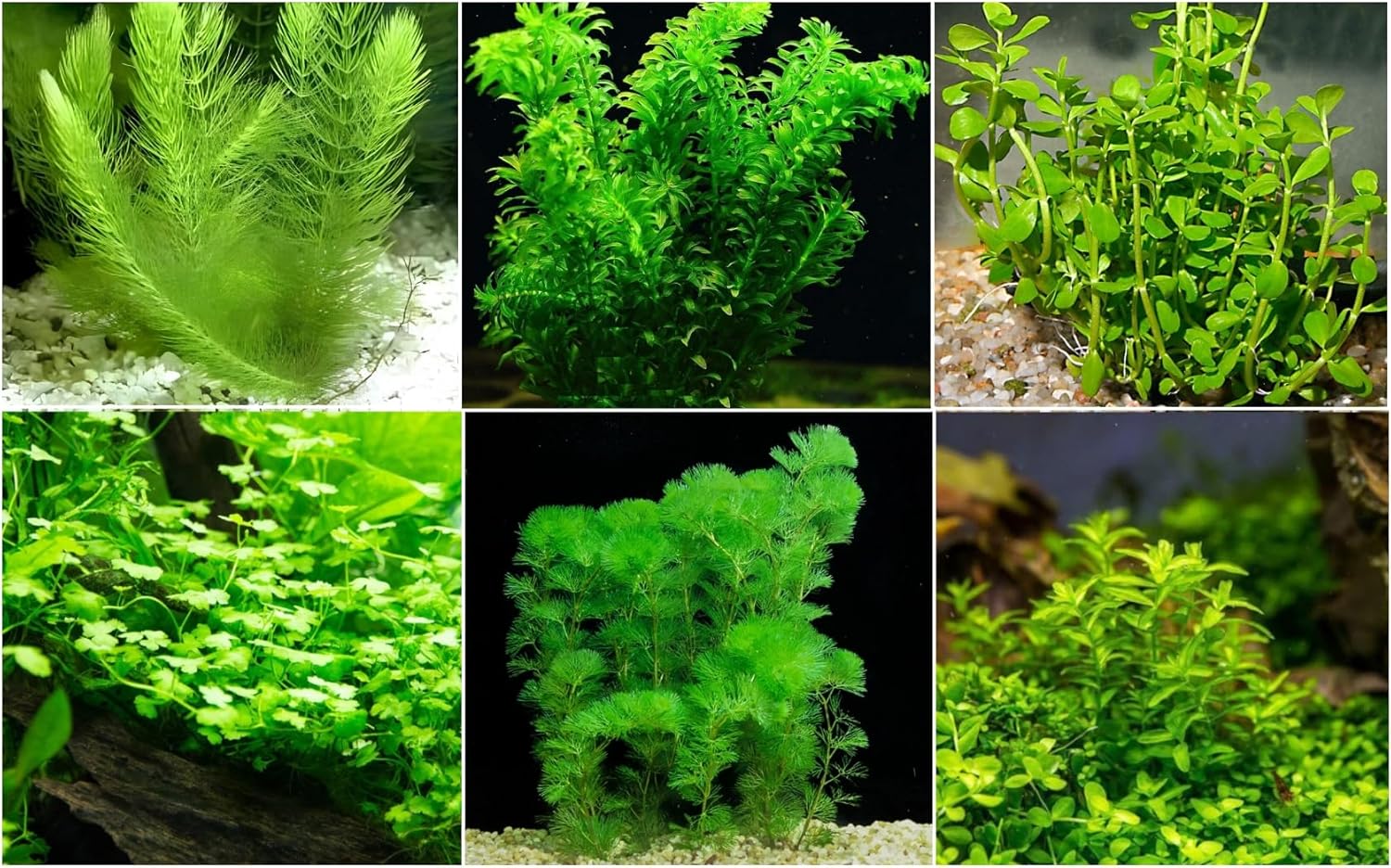 Beginner-Friendly Low Light Plant Bundle (6 Easy-Grow Varieties)