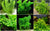Beginner-Friendly Low Light Plant Bundle (6 Easy-Grow Varieties)