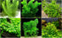 Beginner-Friendly Low Light Plant Bundle (6 Easy-Grow Varieties)