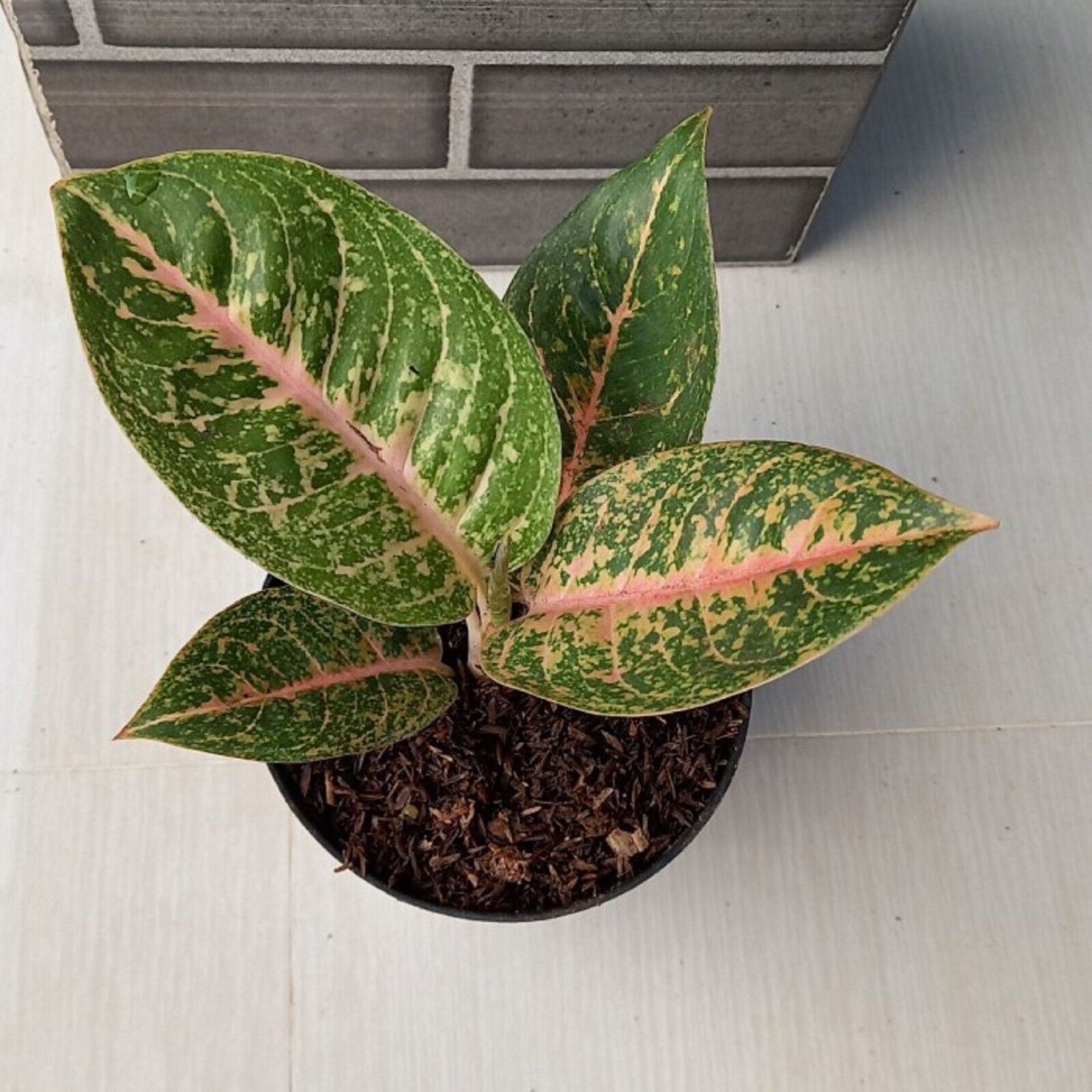 Aglaonema Queen Red Valentine Rooted Starter Plant