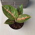 Aglaonema Queen Red Valentine Rooted Starter Plant