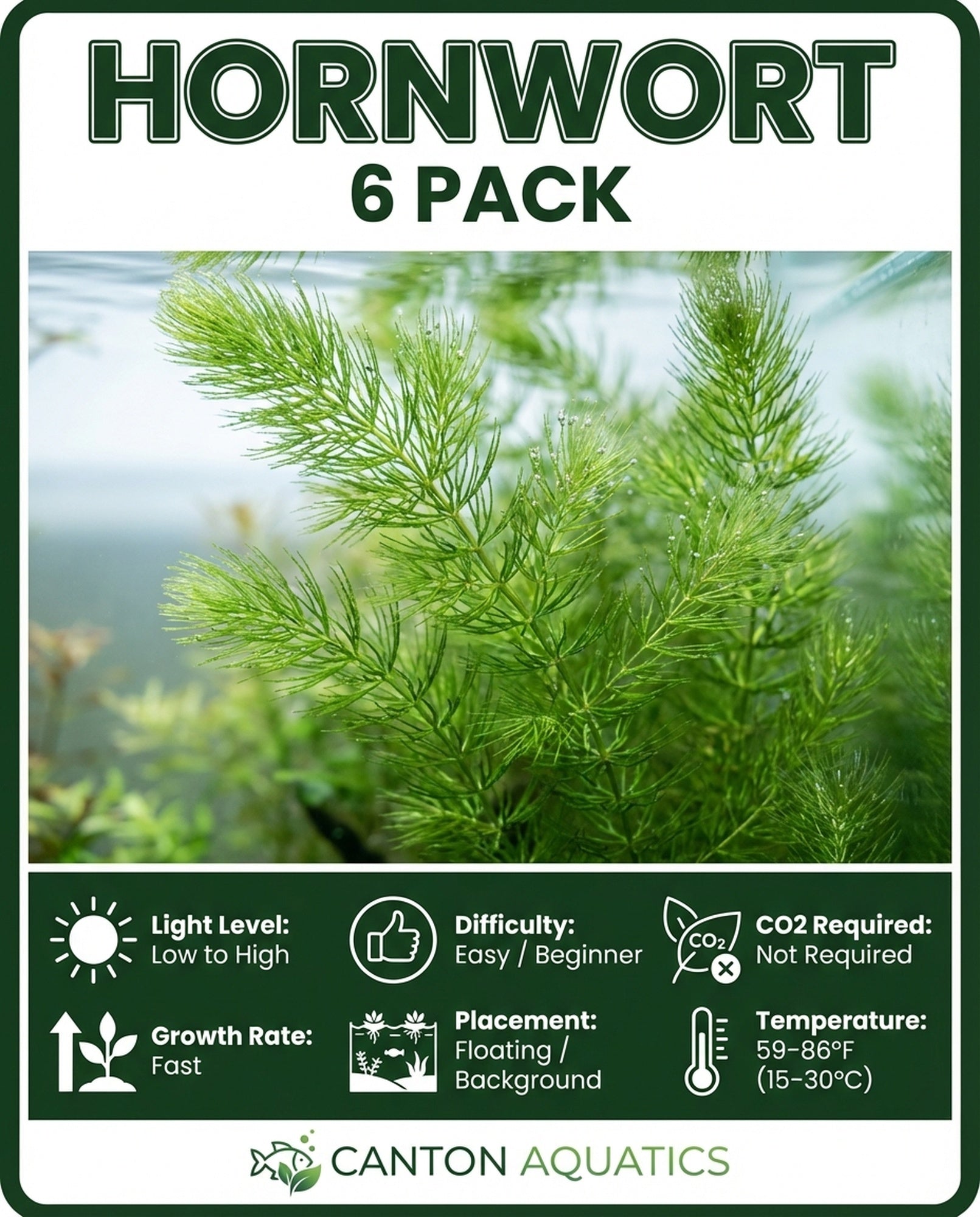 Hornwort Bunch aquatic plant for planted tank