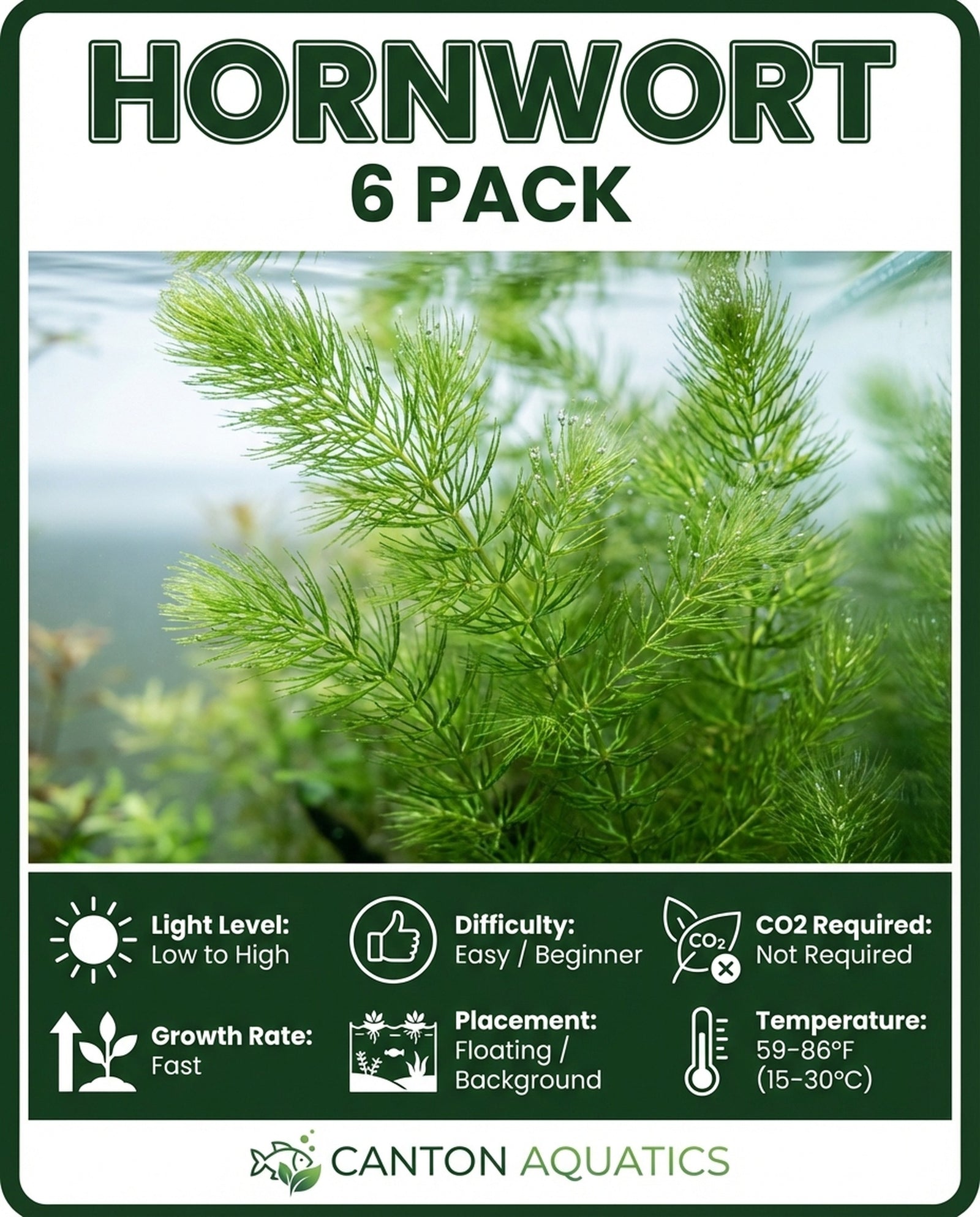 Hornwort Bunch aquatic plant for planted tank