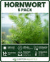 Hornwort Bunch aquatic plant for planted tank