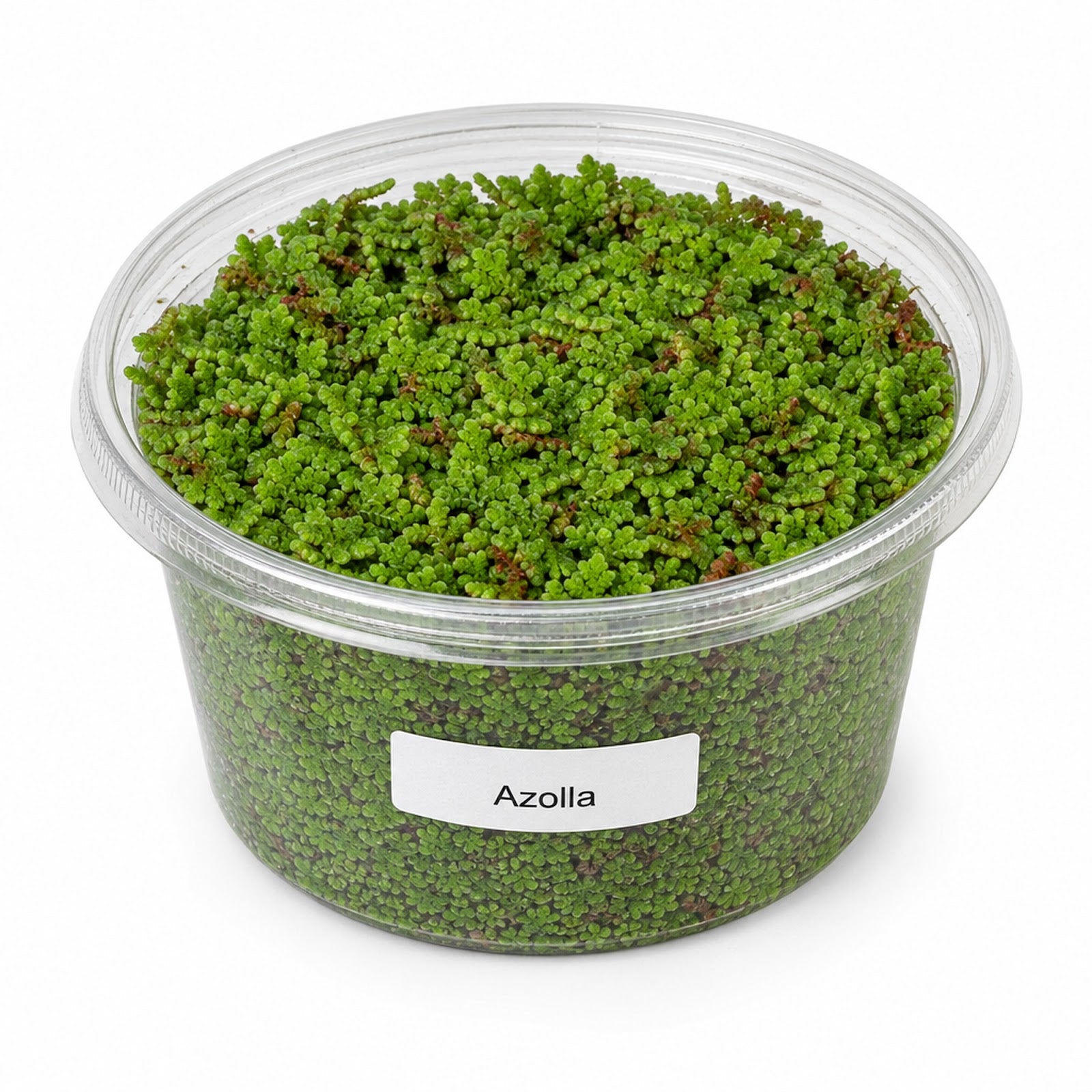 Azolla Filiculoides Water Velvet Floating Aquarium Plant Easy Care Mosquito Fern for Fish Tanks Ponds - Live Aquarium Plant