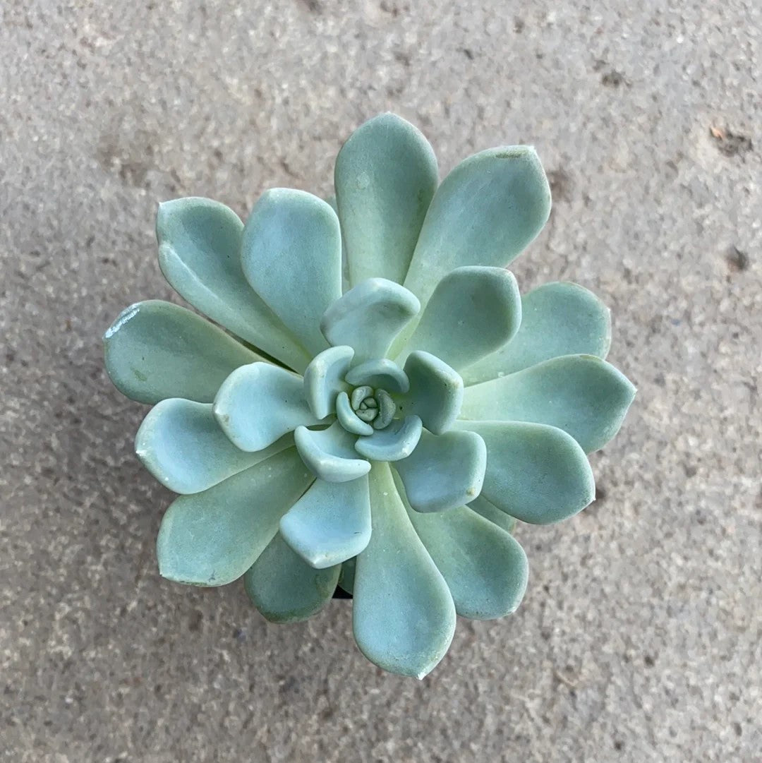 Echeveria Gray Red