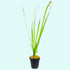 18 Lush Jungle Vallisneria Plants