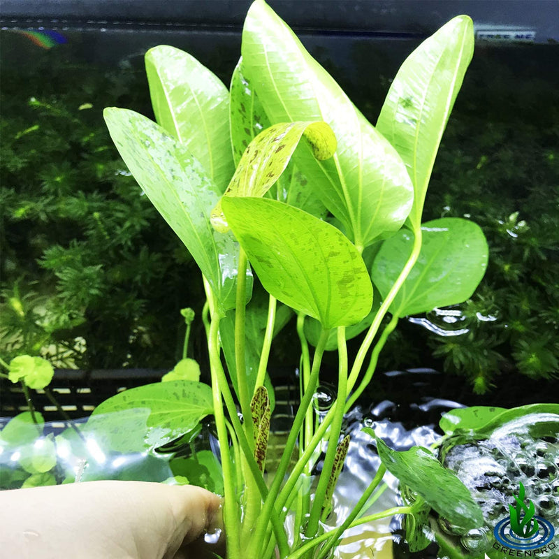Amazon Sword Green Ozelot (Echinodorus)