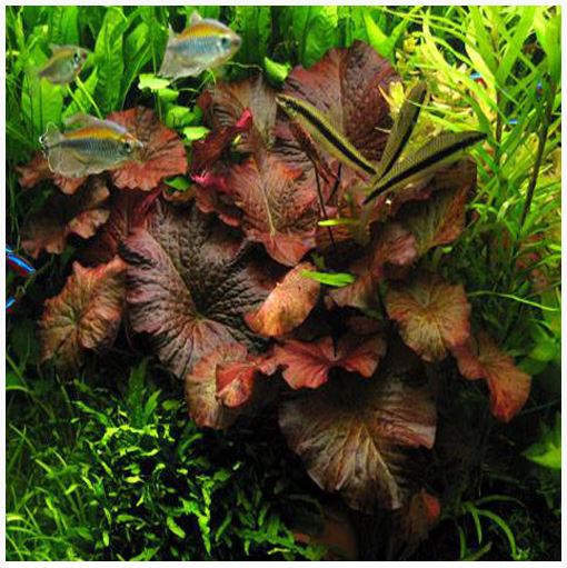 red tiger lotus vs dwarf lily Red Tiger Lotus Aquarium Lily (Nymphaea zenkeri)