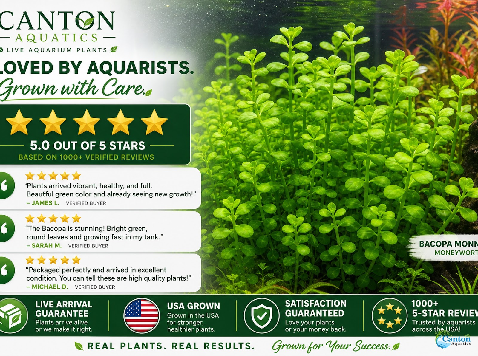 Bacopa Moneywort Live Aquarium Plant 3 Pack Potted Freshwater Fish Tank Bundle from Canton Aquatics