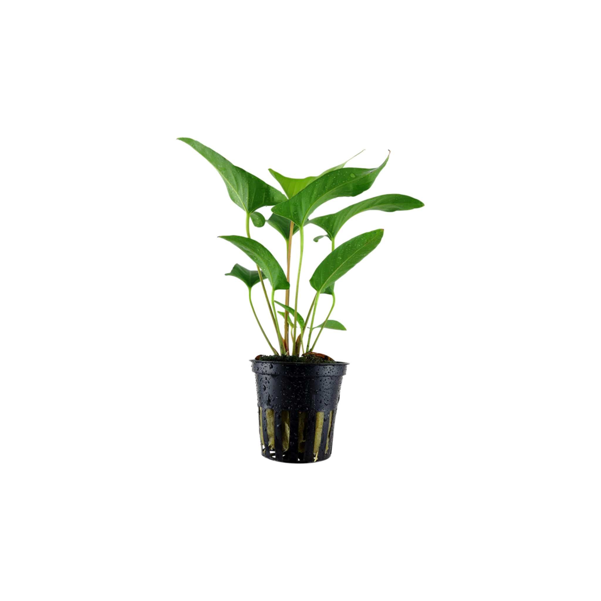 Anubias Barteri (Gracilis) healthy growth example