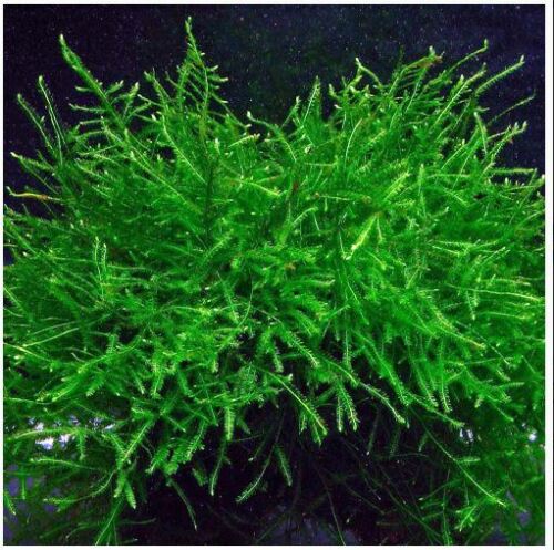 Java Moss "Taxiphyllum Barbieri" freshwater aquatic plant