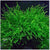 Java Moss "Taxiphyllum Barbieri" freshwater aquatic plant