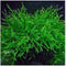 Java Moss "Taxiphyllum Barbieri" freshwater aquatic plant