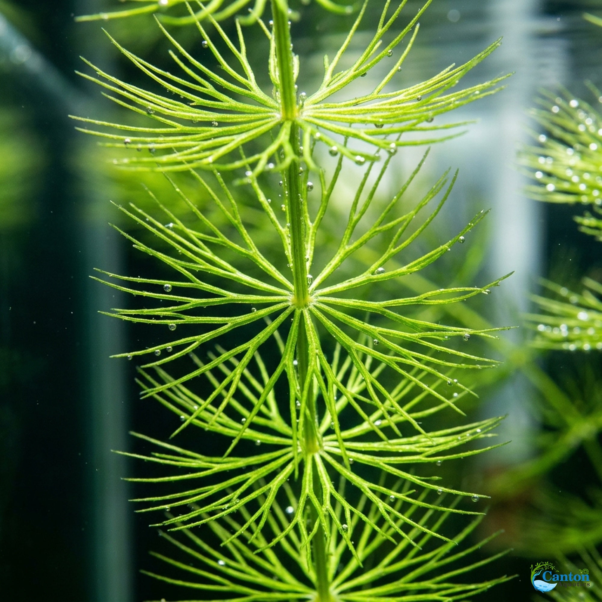 Live Hornwort Bunch 3-5 Stems aquarium plant