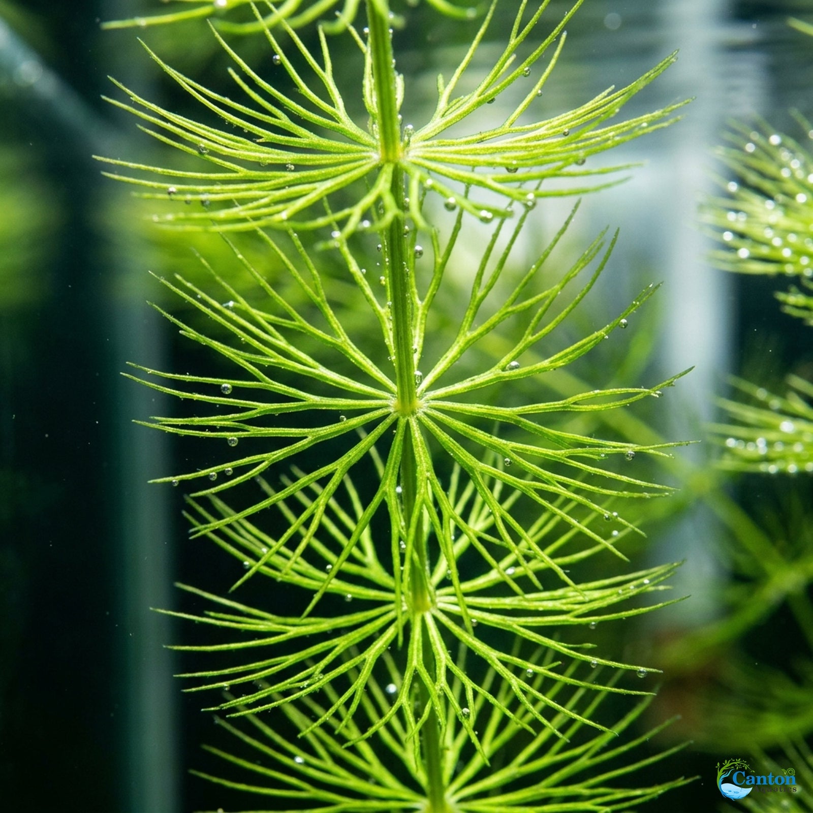Live Hornwort Bunch 3-5 Stems aquarium plant