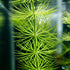 Live Hornwort Bunch 3-5 Stems aquarium plant