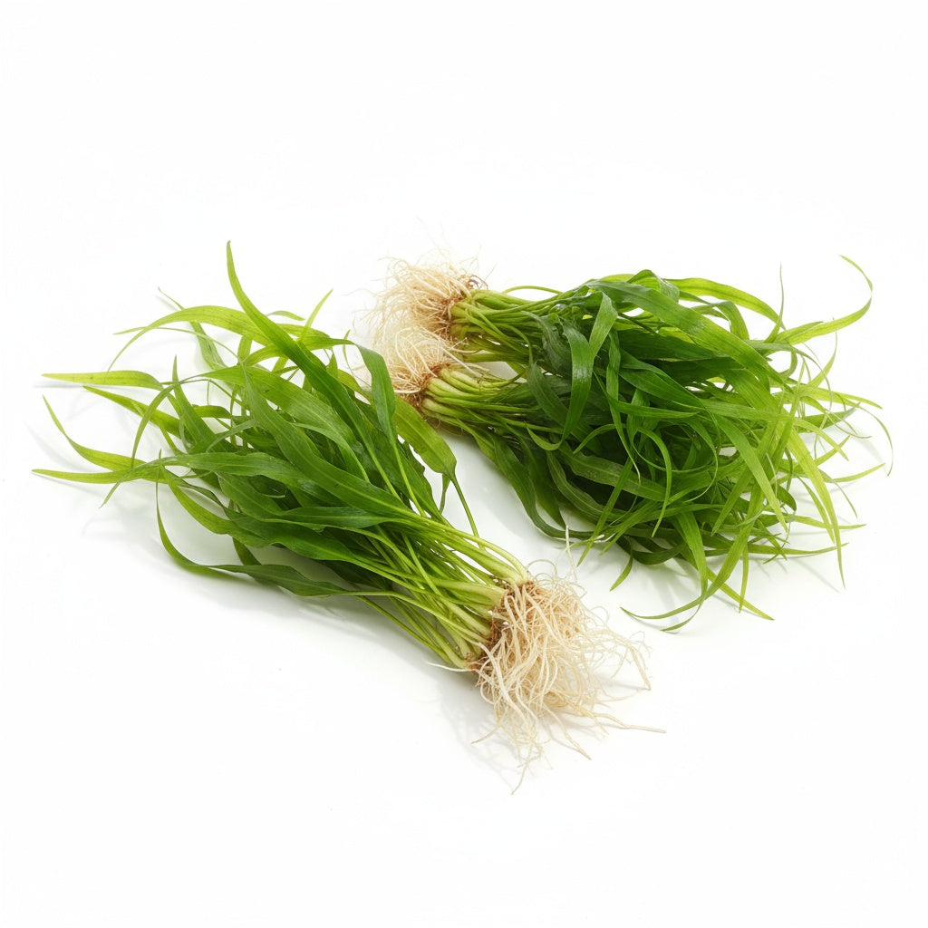 Jungle Vallisneria Asiatica Contortion 3 Plants