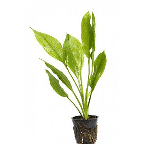 Potted Live Aquarium Plants Bundle (6 Pots) close-up detail
