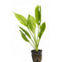 Potted Live Aquarium Plants Bundle (6 Pots) close-up detail