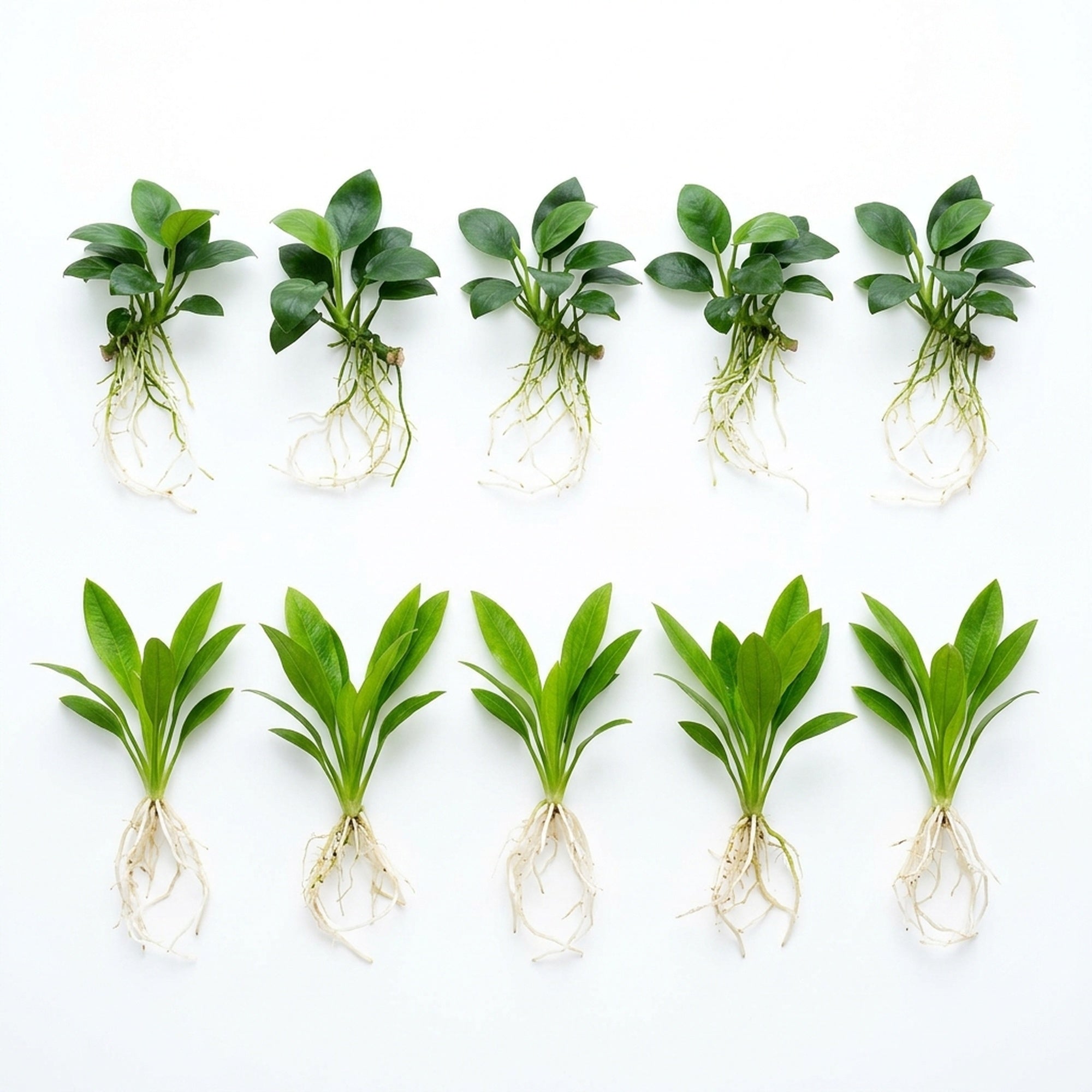 Aquarium Bundle healthy growth example