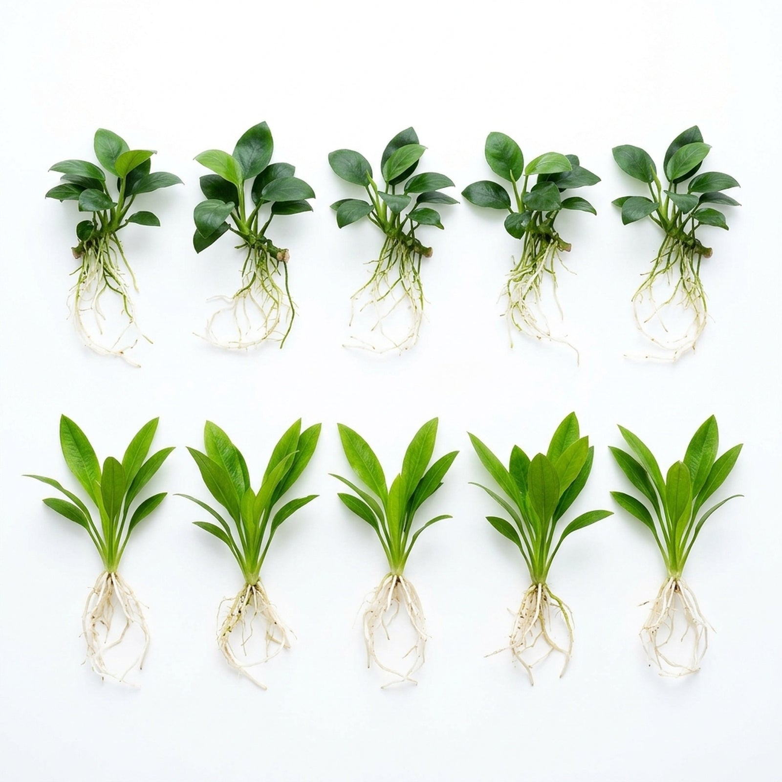 Aquarium Bundle healthy growth example