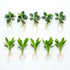 Aquarium Bundle healthy growth example
