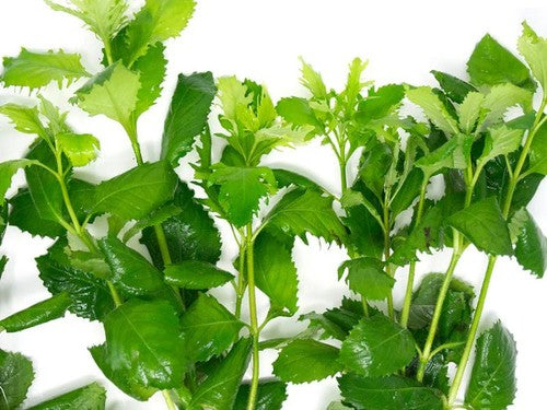 Water Wisteria (Hygrophila difformis) – Live Aquarium Plant Bunch | BUY 2 GET 1 FREE