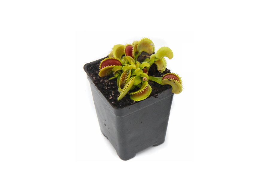 Venus Fly Trap w/Dome (Dionaea muscipula ‘Dente’) 3″ Pot