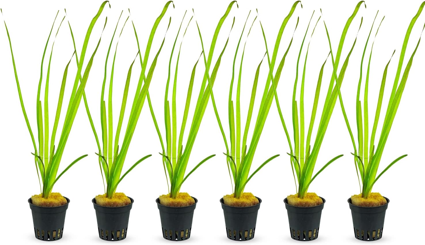 6 Valisnaria (Vals) Spiralis Italian