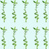 Lucky Bamboo Plant (Dracaena Sanderiana)