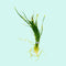 Micro Sword NarrowLeaf (Lilaeopsis Zelandiae) bundle