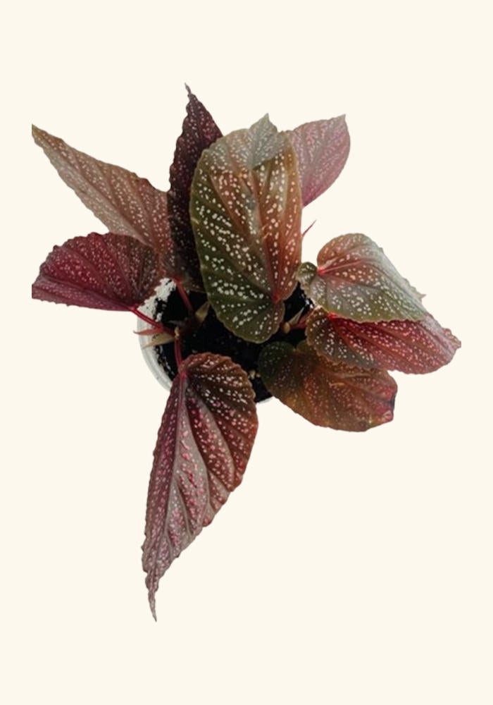 Angel Wing Begonia Benigo Pink Rooted Starter Plant